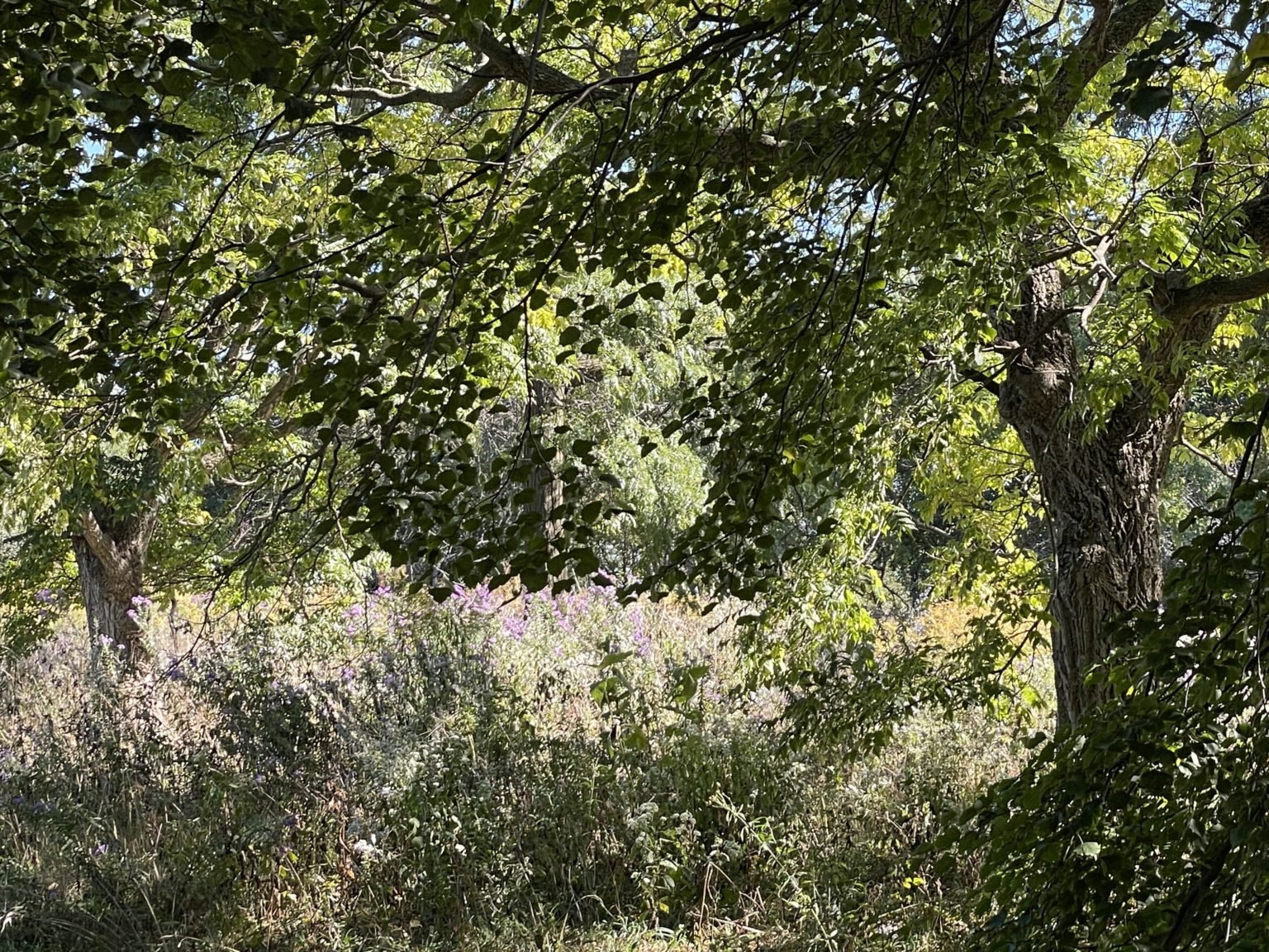 Nature Boardwalk, Lincoln Park Zoo